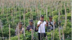 Sinergi TNI AL dan Petani, Danlanal Bengkulu Pimpin Giat Penanaman dan Panen di Lahan Ketahanan Pangan