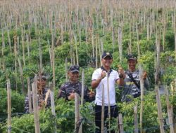 Sinergi TNI AL dan Petani, Danlanal Bengkulu Pimpin Giat Penanaman dan Panen di Lahan Ketahanan Pangan