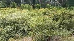 700 Ha Kebun Sawit PTPN IV  Aset Negara yang Terlantar Rusak Akibat  Prasit dan Belukar 