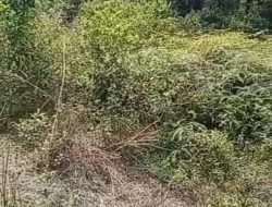 700 Ha Kebun Sawit PTPN IV  Aset Negara yang Terlantar Rusak Akibat  Prasit dan Belukar 