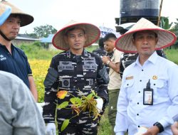 Pemprov Kalimantan Selatan Apresiasi Panen Kedelai Lanal Banjarmasin