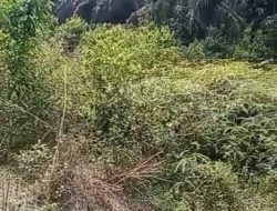 Menguak Aroma Tak Sedap Anggaran Pemeliharaan 862 Ha Kebun Air Molek 2 PTPN IV Regional III Inhu Berpotensi Penyalahgunaan