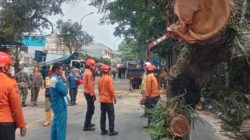 Sebuah Pohon Besar Tumbang Di Jalan Raya Bogor-Sukabumi Desa Bitungsari Kecamatan Ciawi