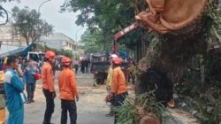 Sebuah Pohon Besar Tumbang Di Jalan Raya Bogor-Sukabumi Desa Bitungsari Kecamatan Ciawi