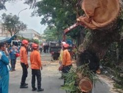 Sebuah Pohon Besar Tumbang Di Jalan Raya Bogor-Sukabumi Desa Bitungsari Kecamatan Ciawi