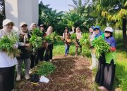 Panen Bareng PKK Pokja 3 Hasil Kebun Warga Sungai Bambu Kini Bisa Dinikmati