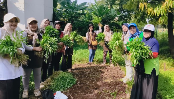 Panen Bareng PKK Pokja 3 Hasil Kebun Warga Sungai Bambu Kini Bisa Dinikmati