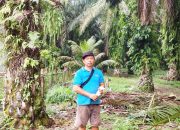 Harga Sawit Terjun Bebas Mulai 21 Mei 2026, Petani Desa Sukarami dan Se-Wilayah Bengkulu Selatan Merugi, Biaya Produksi Tak Tertutup