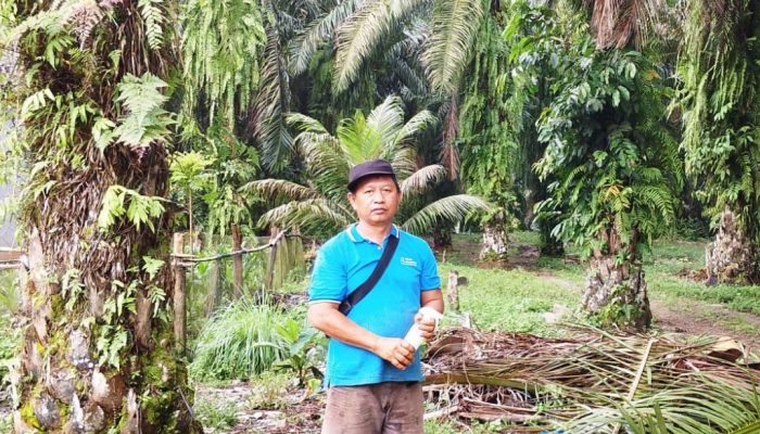 Harga Sawit Terjun Bebas Mulai 21 Mei 2026, Petani Desa Sukarami dan Se-Wilayah Bengkulu Selatan Merugi, Biaya Produksi Tak Tertutup