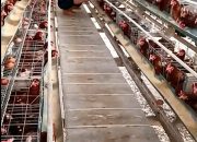 BUMDes Sukarami Belum Sampaikan Laporan Keuangan dan Hasil Usaha, Kandang Ayam Petelur Berproduksi Hampir Setahun Masih Jadi Tanda Tanya