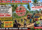 Dugaan Penyerobotan Lahan Eks HGU di Desa Taula’a Gorontalo: Mantan Mandor dan Oknum Kades Diduga Alihkan Aset Secara Ilegal.