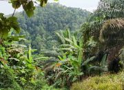 KORSA Dukung Tegas Langkah DPRD Sukabumi Tertibkan Perizinan Perkebunan Sawit, negara dan rakyat dirugikan pemegang HGU