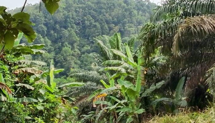 KORSA Dukung Tegas Langkah DPRD Sukabumi Tertibkan Perizinan Perkebunan Sawit, negara dan rakyat dirugikan pemegang HGU