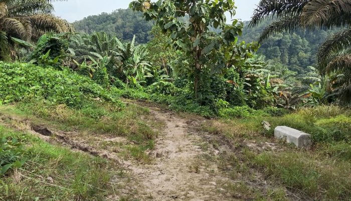 HGU 23 Tahun Mati,  Oknum PTPN VIIl Sub Afdeling Bojong Terong  Tetap Pungut Uang Sewa