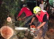 Pohon Mahoni Raksasa Roboh Timpa Pengendara di Pakisaji, 9 Orang Terluka