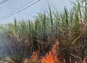 Kebakaran Lahan Tebu di Watugede Singosari, Api Melalap Sekitar 5 Hektare