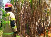 Kebakaran Lahan Tebu di Pagelaran, Api Melalap 4.000 Meter Persegi