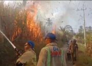 Lahan Tebu 2 Hektare Terbakar di Pakisaji, Kerugian Ditaksir Rp80 Juta