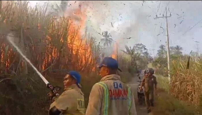 Lahan Tebu 2 Hektare Terbakar di Pakisaji, Kerugian Ditaksir Rp80 Juta